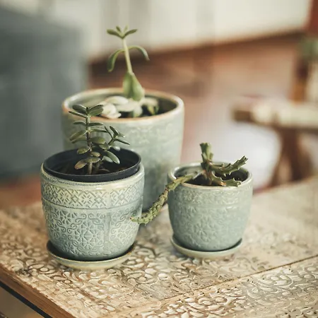 Vale Pisco 邦巴拉尔