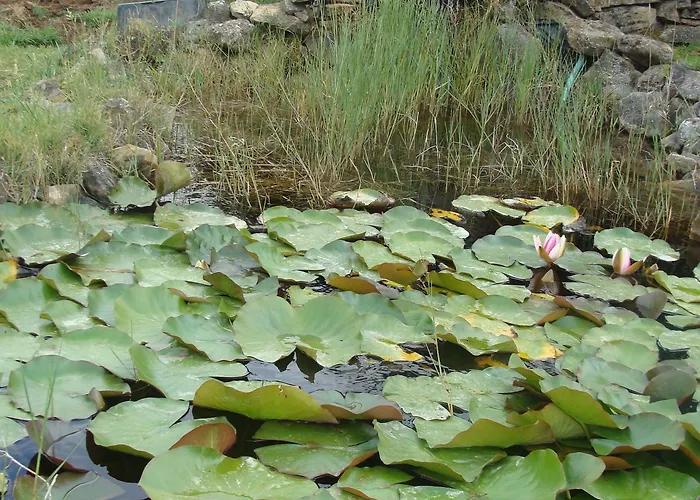 Vale Pisco בית נופש *