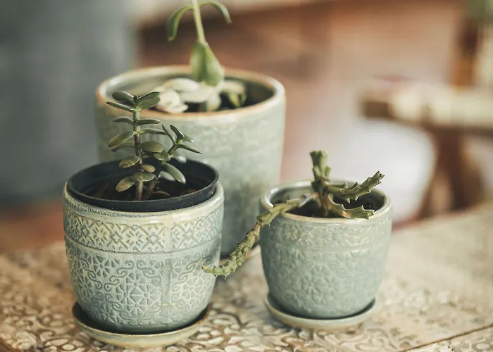 Vale Pisco בומברל